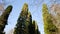 Tall cypress trees against a clear blue sky