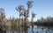 Tall Cypress Trees covered in Spanish Moss in the waters of the Okefenokee Swamp