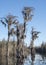 Tall Cypress Trees covered in Spanish Moss in the waters of the Okefenokee Swamp