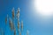 Tall dandilion grass reaching into the blue sky