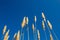 Tall dandilion grass reaching into the blue sky