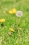 Tall dandilion ready to spred in lawn