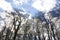 Tall dark bare trees against the blue sky