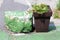 Tall dark brown plastic flower pot filled with small crawler plants next to large green painted rock on patched paved backyard