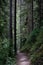 Tall Dark Trees in the Forest of Rocky Mountain National Park