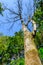 Tall dead tree in woodland