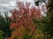 Tall deciduous tree boasting a vibrant autumnal display of red foliage