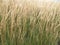 Tall decorative grass