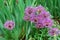 Tall decorative lilac flowers, in green grass, close-up