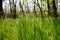 Tall dense grass grows in the green forest.