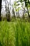 Tall dense grass grows in a green forest.