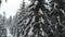 Tall dense old spruce trees grow on a snowy slope