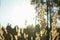 Tall dried grass against forest background