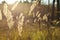 Tall dried grass in forest, close up