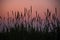 Tall dried grass silhouetted against a sunset sky