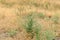 Tall dried grass with weeds