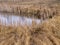 Tall dry brown grass on the shore