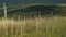 Tall, dry grass moved by gentle breeze in late summer