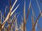 Tall dry grass sway in the background blue sky