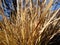 Tall dry grass sway in the background blue sky