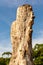 Tall dry tree trunk against blue clear bright sky,. Perseverance concept, standing up concept