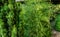 Tall elegant bamboo Phyllostachys aureosulcata bush fits perfectly into design of beautiful ornamental garden