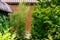 Tall elegant bamboo Phyllostachys aureosulcata bush fits perfectly into design of beautiful ornamental garden