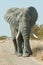 Tall Elephant Approach