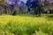 Tall elephant grass marks the landscape around the lake in Periyar Tiger Reserve, Kerala, India