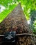 Tall emergent Jelutong tree