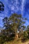 Tall eucalyptus tree against blue sky in Australian bush