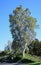 Tall Eucalyptus tree in Laguna Woods, California.