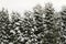 Tall evergreen snow covered coniferous trees in the background of the white sky in winter in Lithuania