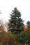 Tall evergreen tree in the autumn forest park