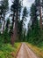 Tall Evergreen Trees Along a Gravel Road