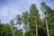 Tall evergreen trees on a light blue sky background, Prairie Creek Redwoods State Park, California