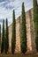 Tall Evergreen Trees At Passeig de la Muralla Wall in Girona