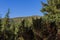 Tall evergreen trees set against a mountain backdrop, nature\\\'s grandeur in the heart of the mountains