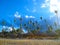 Tall exotic palm tree on one of the Caribbean beaches, Caribbean Island