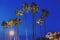 Tall exotic palm trees at night in Cannes Croisette