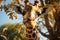 Tall face wild mammal wildlife africa giraffe portrait neck zoo animal nature head