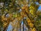 Tall Fall Foliage Trees in Early November