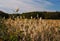 Tall Feathery Grasses