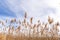 Tall feathery grasses blowing in the wind