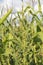 Tall Female Waterhemp