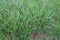 Tall Fescue   810483