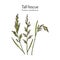 Tall fescue Festuca arundinacea , ornamental and forage plant