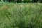 Tall fescue with spikelets in an open pasture