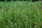 Tall fescue with spikelets in an open pasture