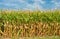 Tall Field of Corn Ready for Harvest